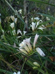 Freesia leichtlinii