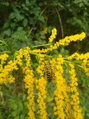 Megacyllene robiniae