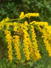 Megacyllene robiniae