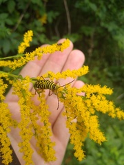 Megacyllene robiniae