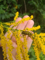 Megacyllene robiniae