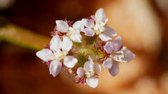 Trachymene cyanopetala