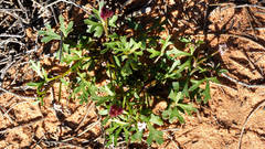Trachymene cyanopetala