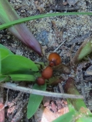 Dasymutilla nigripes