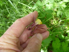 Aquilegia oxysepala