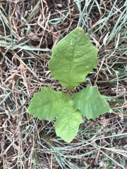 Quercus macrocarpa
