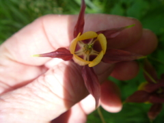Aquilegia oxysepala
