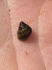 Leptoxis plicata