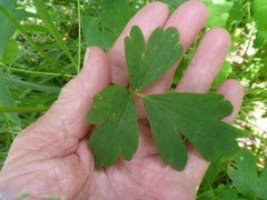 Aquilegia oxysepala