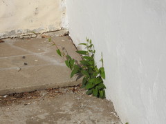 Muehlenbeckia sagittifolia