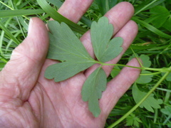 Aquilegia oxysepala
