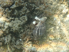 Acanthinucella punctulata