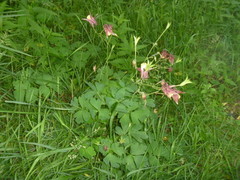 Aquilegia oxysepala