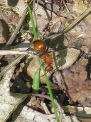 Dasymutilla nigripes