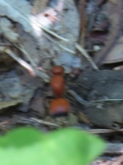 Dasymutilla nigripes