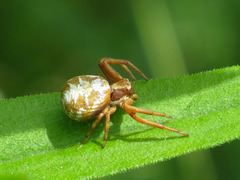 Xysticus punctatus
