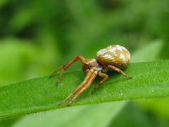 Xysticus punctatus