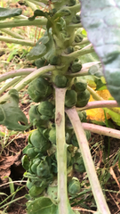 Brassica oleracea gemmifera