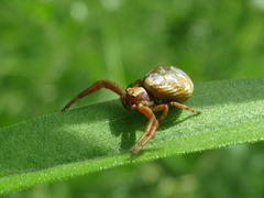 Xysticus punctatus