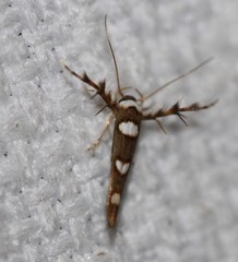 Stathmopoda triselena