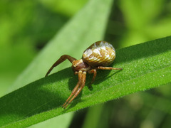 Xysticus punctatus
