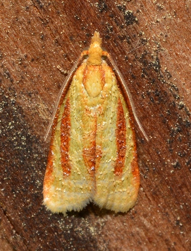 Three-streaked Sparganothis Moth photo 2