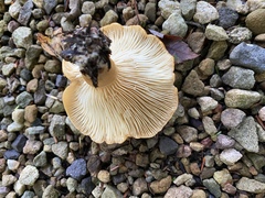 Lactarius croceus