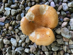Lactarius croceus