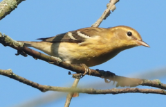 Setophaga castanea