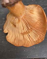 Lactarius croceus