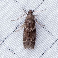 Eurythmia angulella