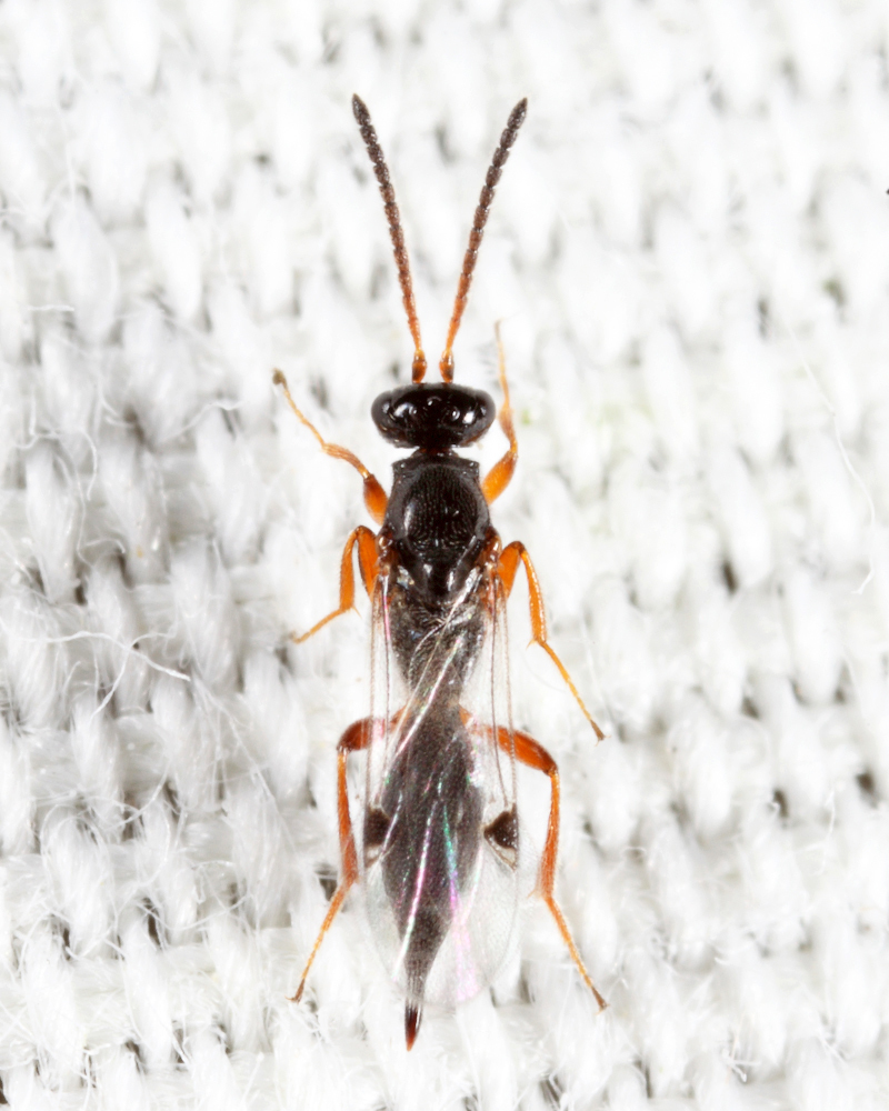 Brachyserphus abruptus