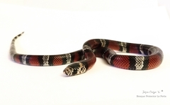 Lampropeltis micropholis