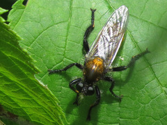 Laphria sericea