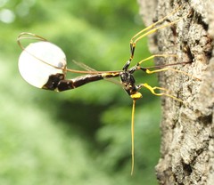 Megarhyssa atrata