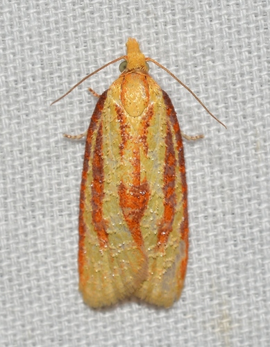 Three-streaked Sparganothis Moth photo 3