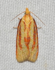 Sparganothis tristriata