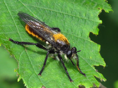 Laphria sericea