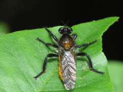 Laphria sericea