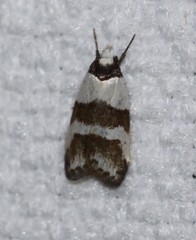 Eulechria triferella