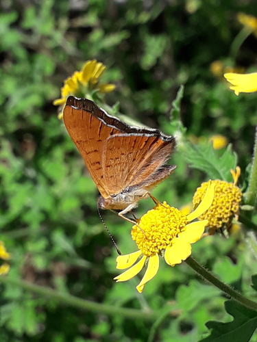 Mexican Zela Metalmark