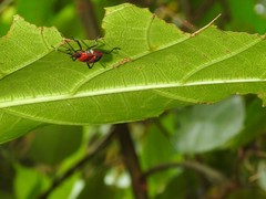 Dindymus sanguineus