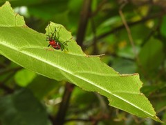 Dindymus sanguineus
