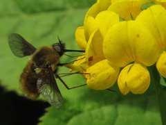 Bombylius mexicanus