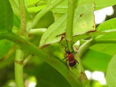Dindymus sanguineus