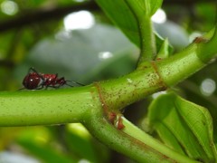 Dindymus sanguineus