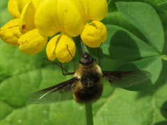 Bombylius mexicanus
