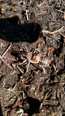 Cyphoderris monstrosa