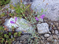 Penstemon heterodoxus