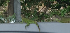 Iguana iguana